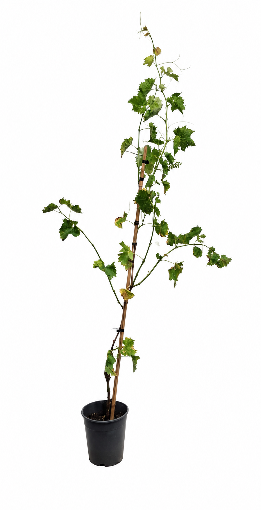 Vitis vinifera Lakemont Weinrebe kernlose Tafeltraube Süßtraube Kletterpflanze 120–180 cm