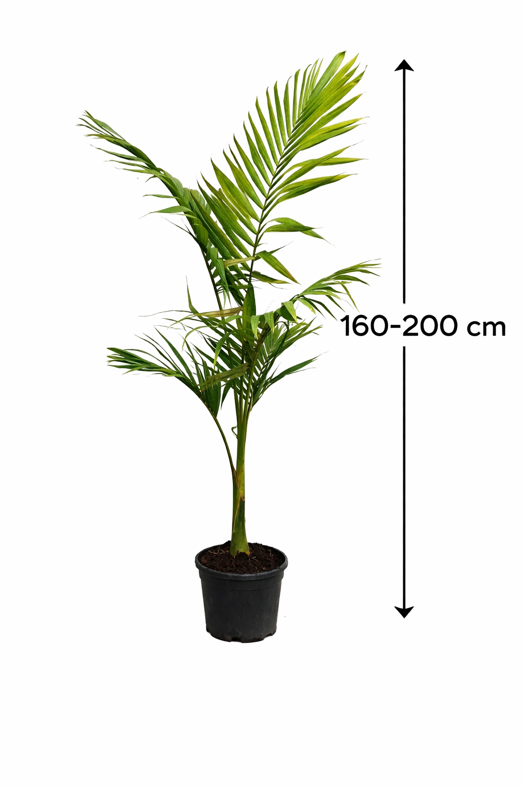 Alexandrapalme 160–200 cm (Archontophoenix alexandrae) – Feuerpalme / Königspalme – Große Zimmerpalme für Indoor & Wintergarten – Exotische Grünpflanze mit Stamm
