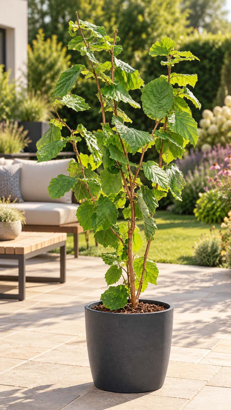 Haselnuss – Corylus avellana – winterharter Haselnussstrauch für Garten & Hecke – 100–120 cm inkl. Topf