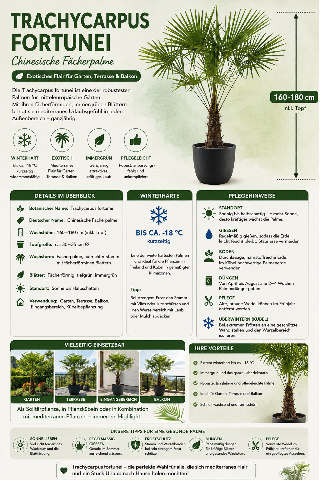 Chinesische Hanfpalme 160–180 cm – Trachycarpus fortunei – Winterharte Fächerpalme für Garten, Terrasse und Kübel