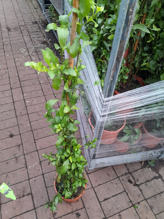 Plumbago auriculata 120-160 cm - Chinesischer Bleiwurz - Pflanzen für garten oder terassen