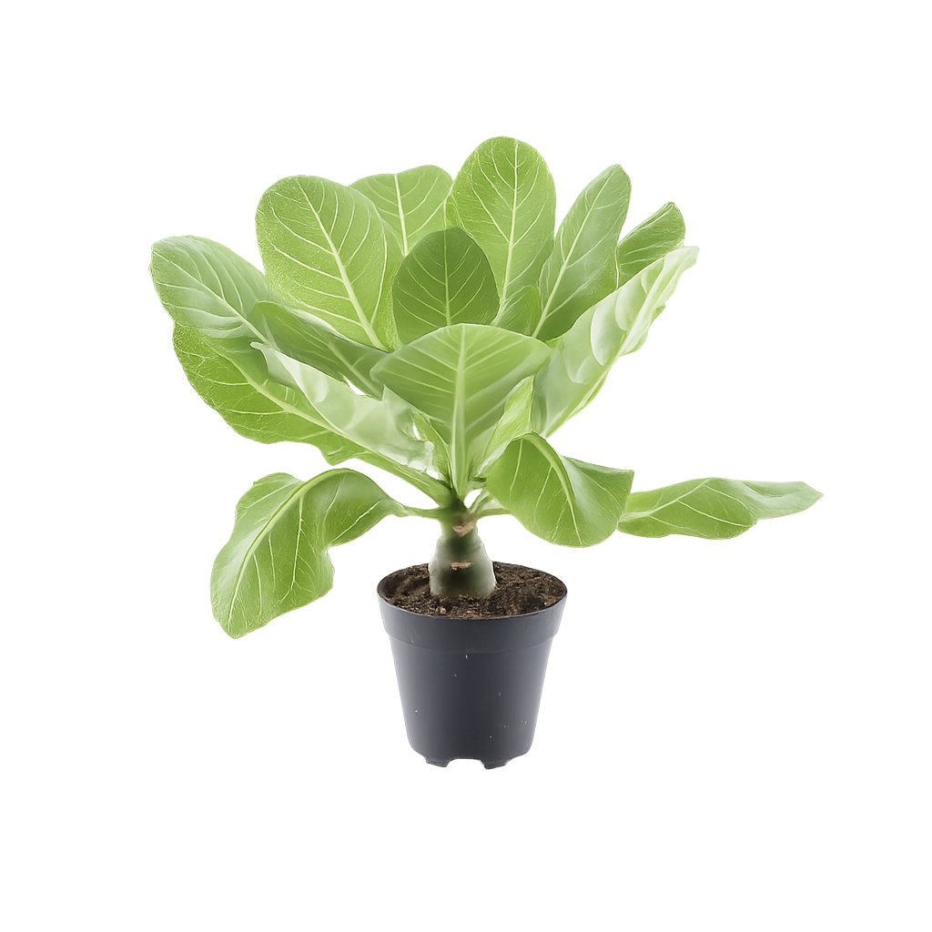 Hawaii Palme Brighamia Insignis ca 40 cm – Vulkanpalme Zimmerpflanze exotisch im 12 cm Topf