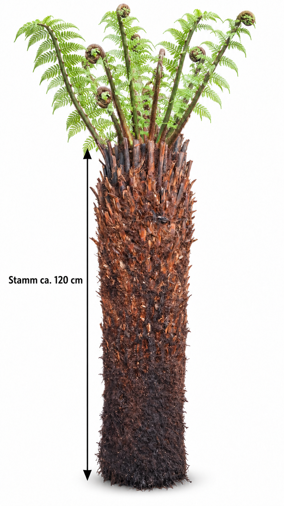 Baumfarn Dicksonia antarctica 120 cm – Australischer Taschenfarn für Kübel und Wintergarten