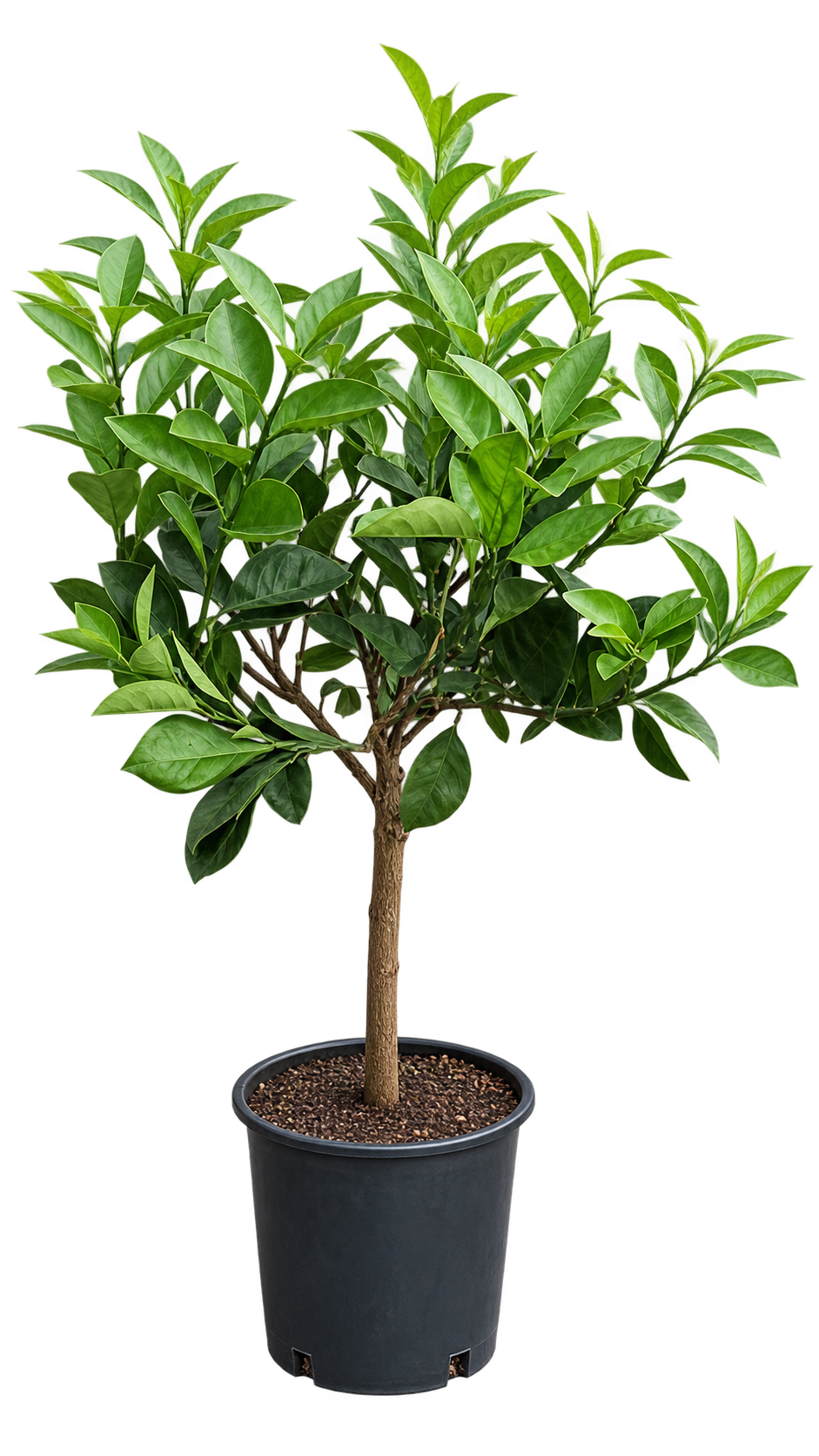 Orangenbaum ‘Cara Cara’ – Citrus sinensis, süße Navelorange mit rosa Fruchtfleisch für Balkon & Terrasse – 70–100 cm inkl. Topf