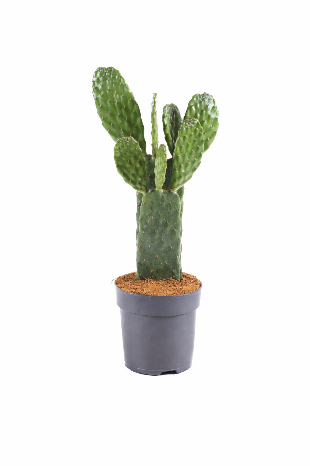 Opuntia rubescens Kaktus 25–30 cm – Feigenkaktus Ohrenkaktus winterhart Sukkulente Zimmerpflanze