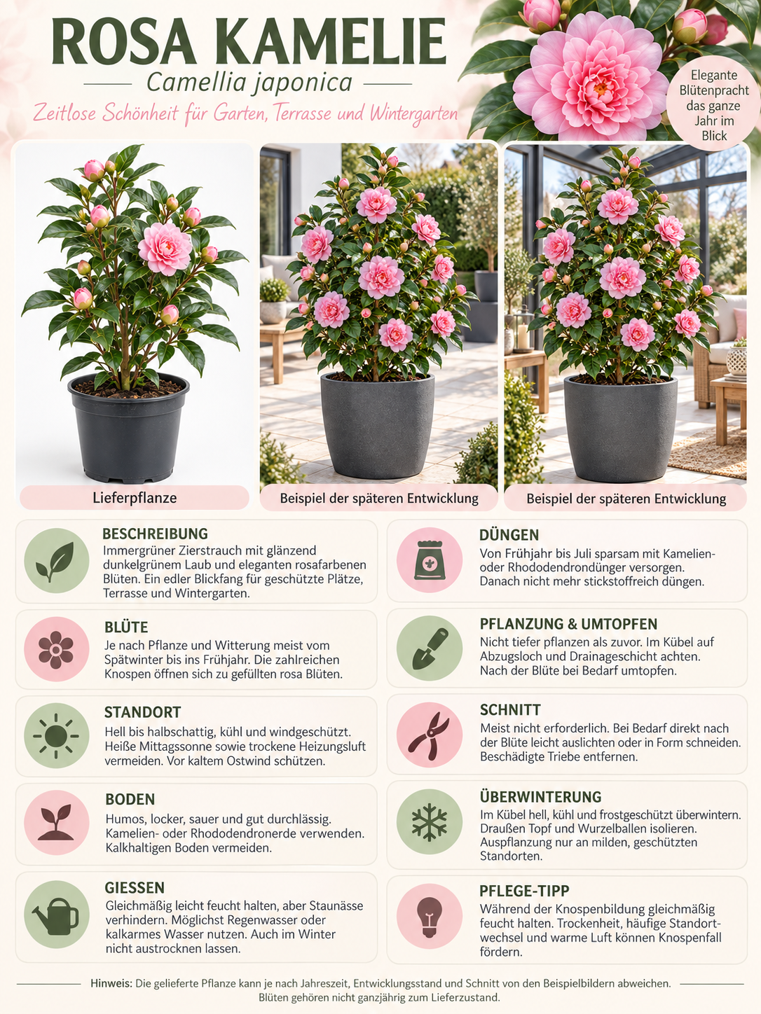 Rosa Kamelie ca. 50 cm – Camellia mit eleganten Blüten für Kübel, Terrasse und Wintergarten