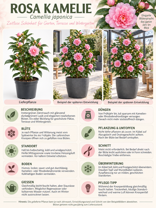 Rosa Kamelie ca. 50 cm – Camellia mit eleganten Blüten für Kübel, Terrasse und Wintergarten