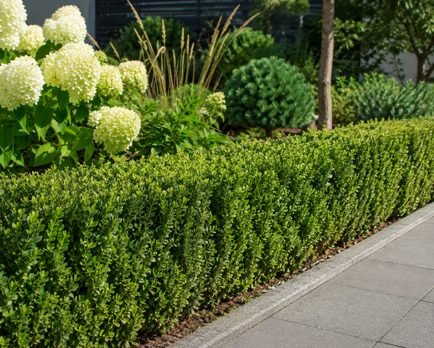 Ilex crenata ‘Jenny’ 6er-Set 20–25 cm – Japanische Stechpalme als immergrüne Heckenpflanze und Buchsbaum-Ersatz