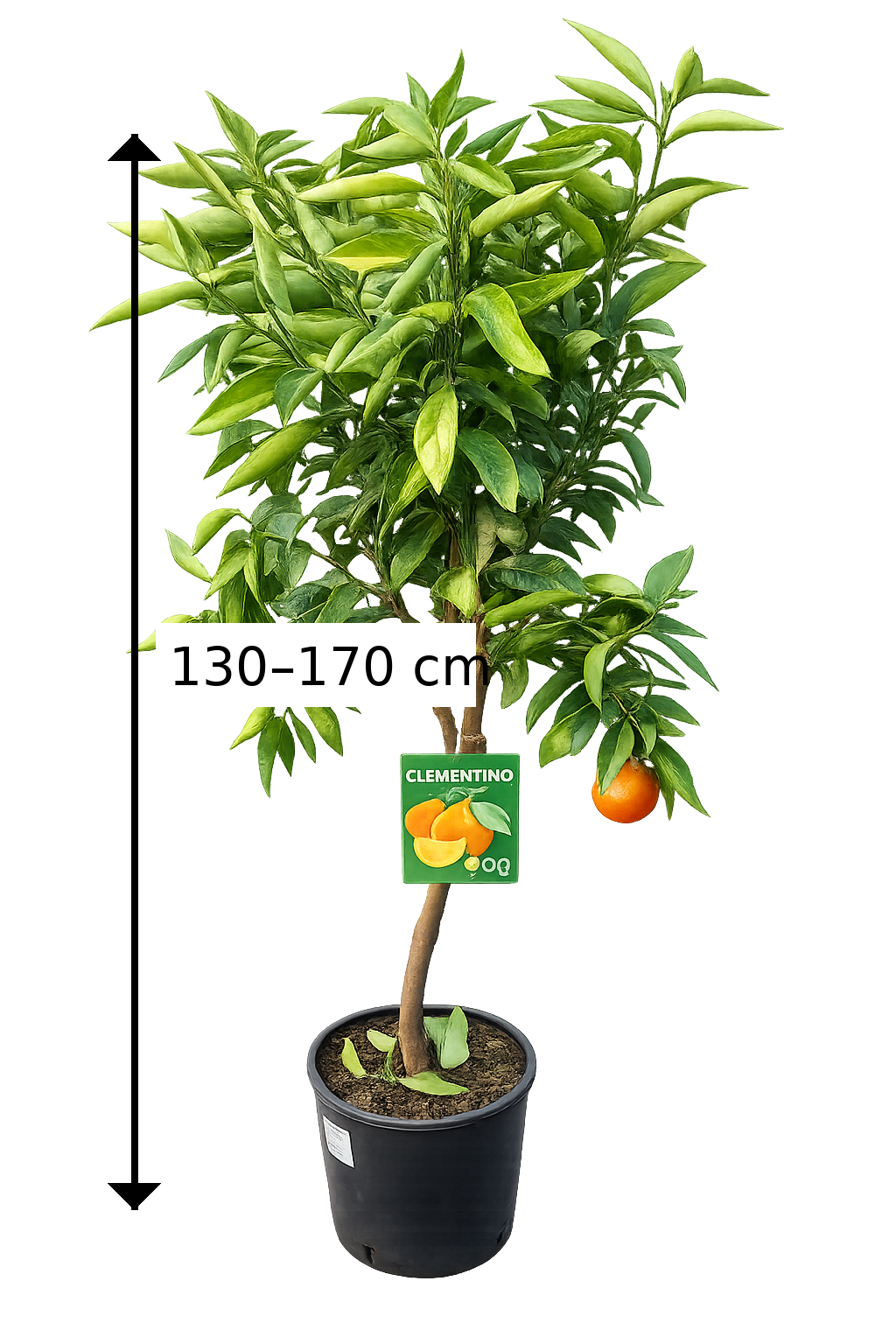 Clementinenbaum Citrus × clementina 130-170 cm – Winterharte Klementine für Garten & Kübel