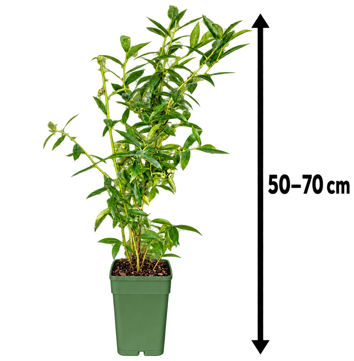 Rosa Heidelbeere ‘Pink Lemonade’ 50–70 cm – Vaccinium, pinke Blaubeere für Garten, Balkon & Kübel