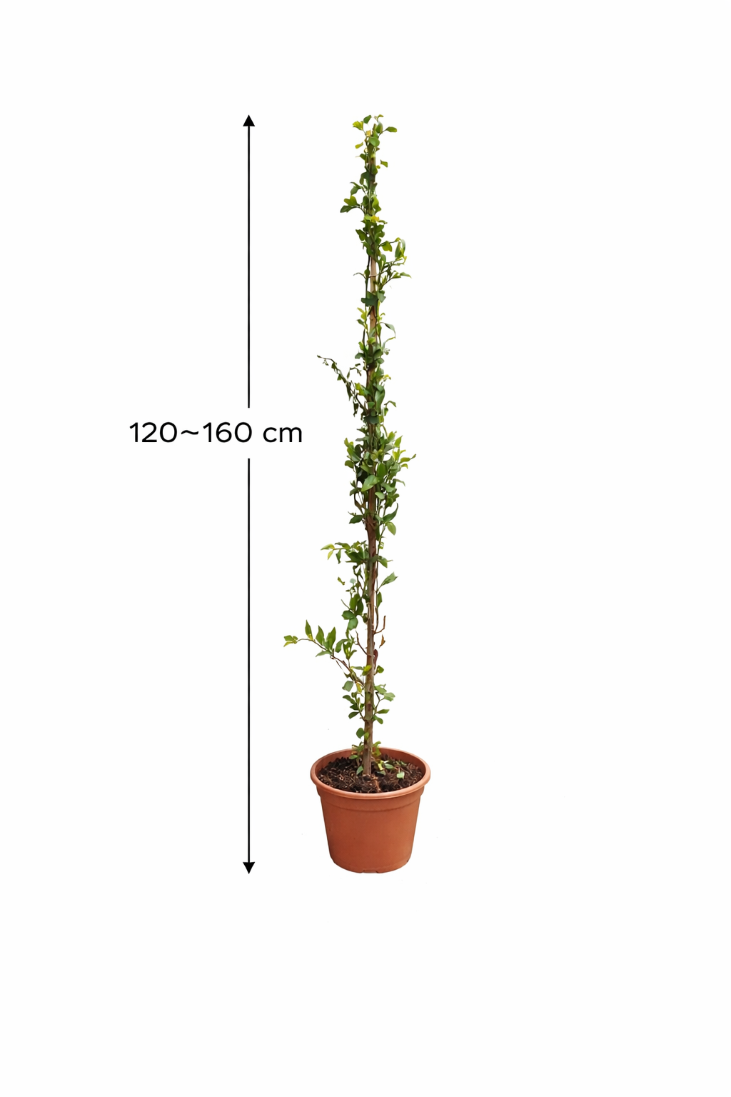 Plumbago auriculata 120–160 cm – Chinesischer Bleiwurz | Blauer Jasmin Kübelpflanze für Garten & Terrasse