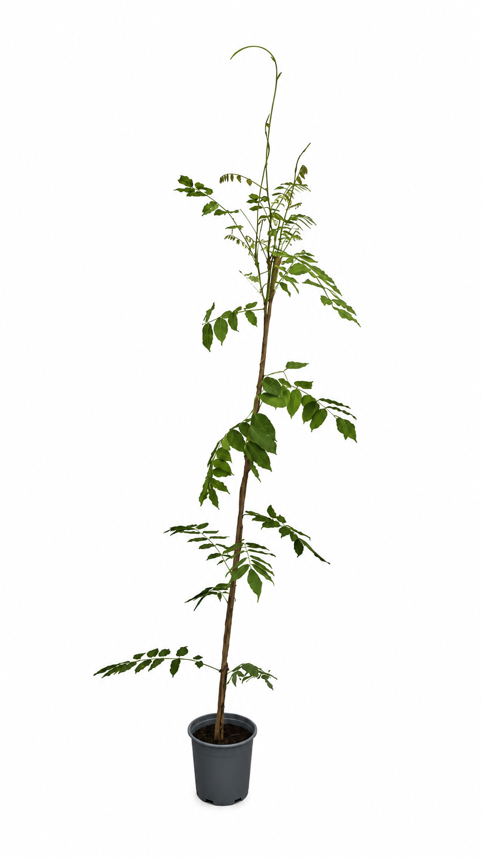 Wisteria formosa 'Issai' 120–160 cm – Blauregen, Glyzinie, Kletterpflanze für Garten, Pergola, Rankhilfe & Terrasse