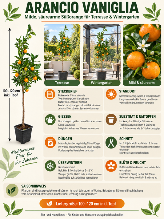 Arancio Vaniglia – Vanilleorange Citrus sinensis 100–120 cm – süßer Orangenbaum