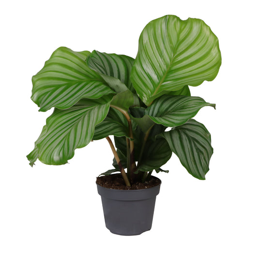 Calathea orbifolia 30-40 cm - Korbmarante - Zimmerpflanze - Haustierfreundlich