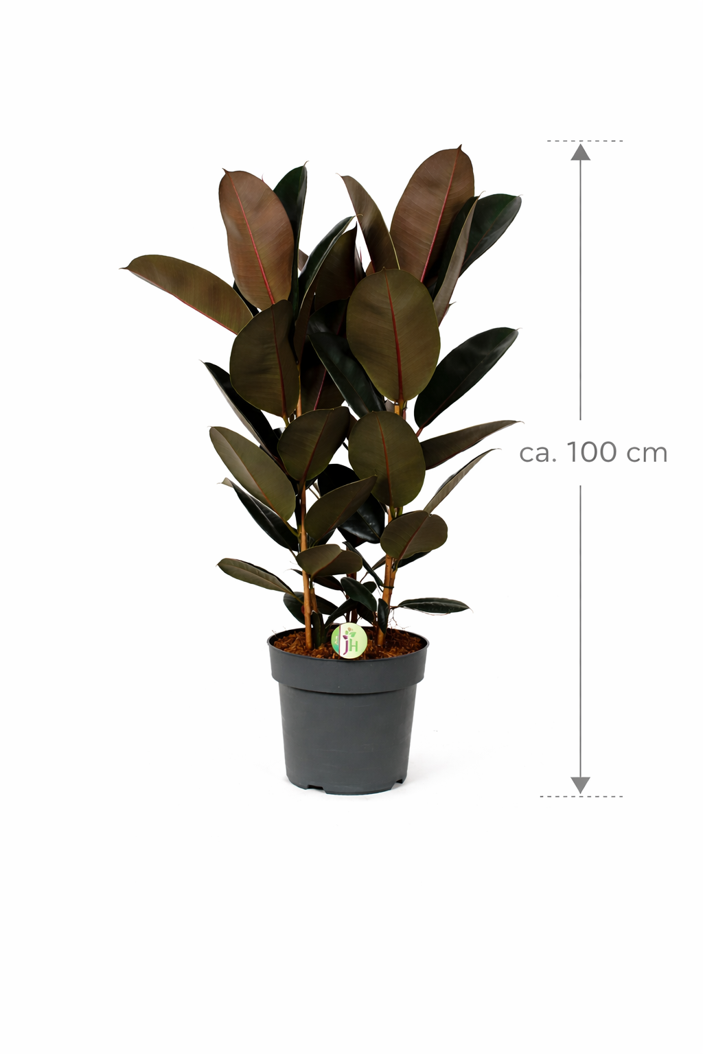 Gummibaum Abidjan ca 100 cm – Ficus elastica – 3 Pflanzen im Topf – XXL  Zimmerpflanze – Indischer Gummibaum – pflegeleicht & dekorativ