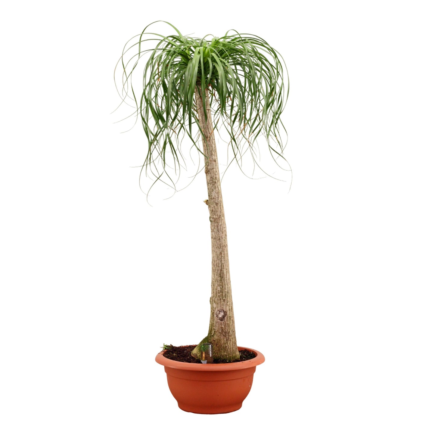 Elefantenfuß 160–200 cm – Beaucarnea recurvata | Flaschenbaum Zimmerpflanze, Wasserpalme, pflegeleicht & dekorativ