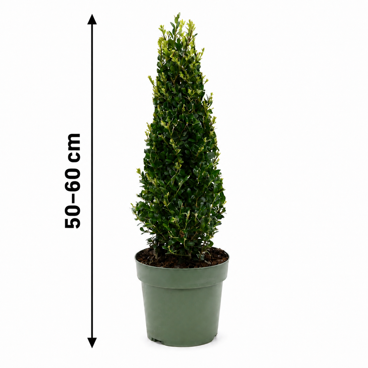Ilex crenata ‘Jenny’ Pyramide 50–60 cm – Japanische Stechpalme, pflegeleichter Buchsbaum-Ersatz