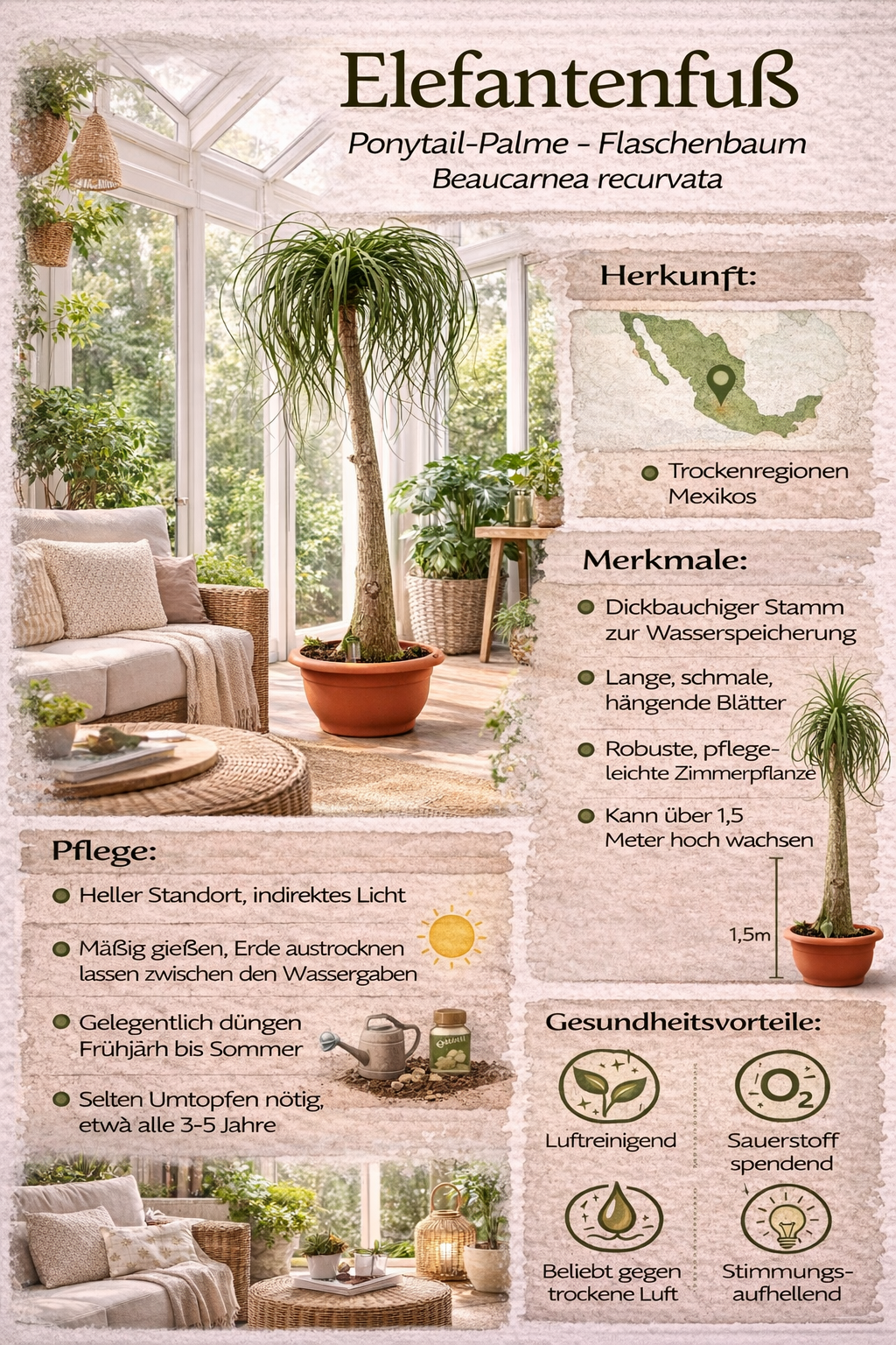 Elefantenfuß 160–200 cm – Beaucarnea recurvata | Flaschenbaum Zimmerpflanze, Wasserpalme, pflegeleicht & dekorativ