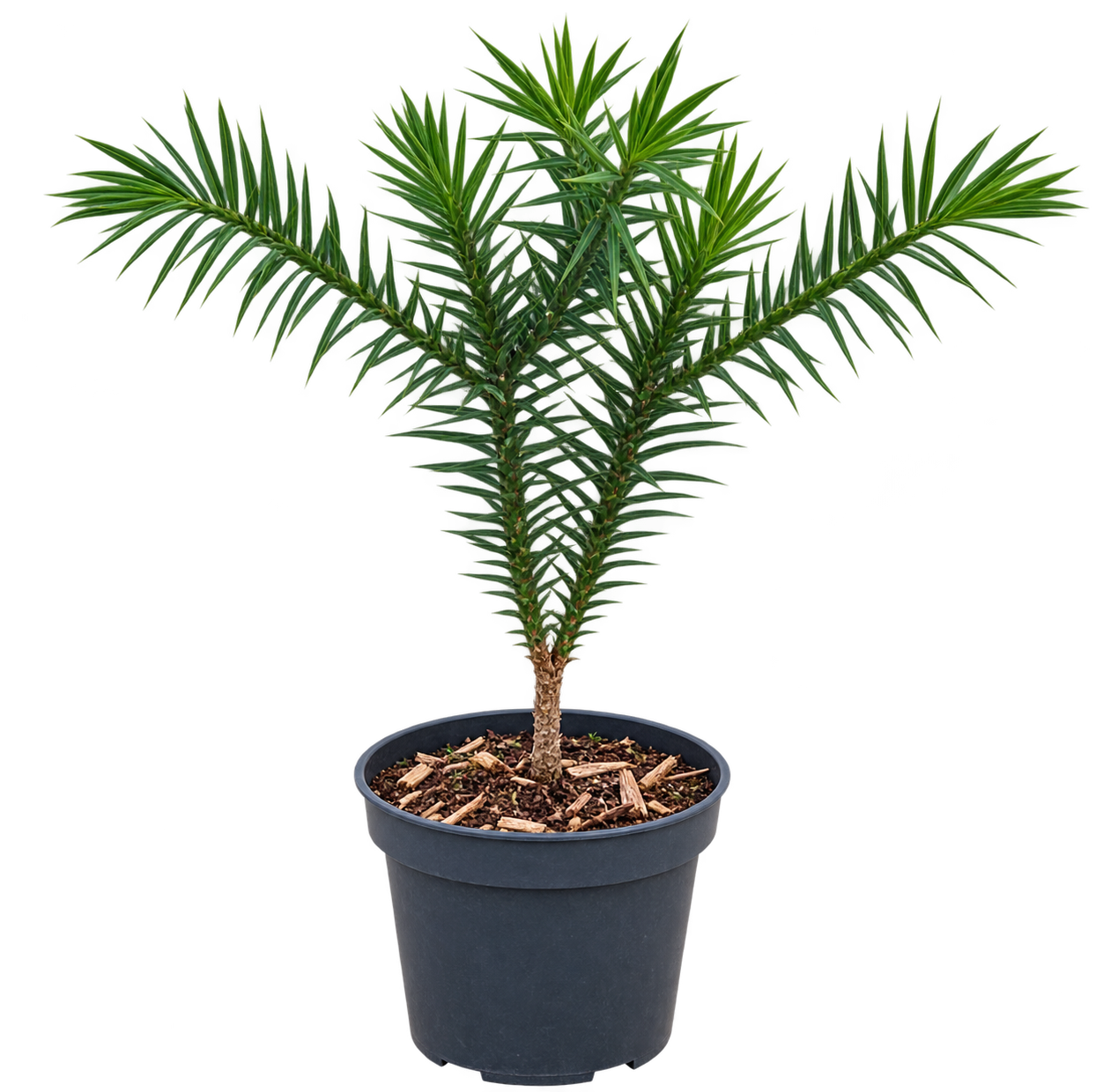 Araucaria araucana Andentanne 20–25 cm – Chilenische Schmucktanne und winterharter Affenschwanzbaum