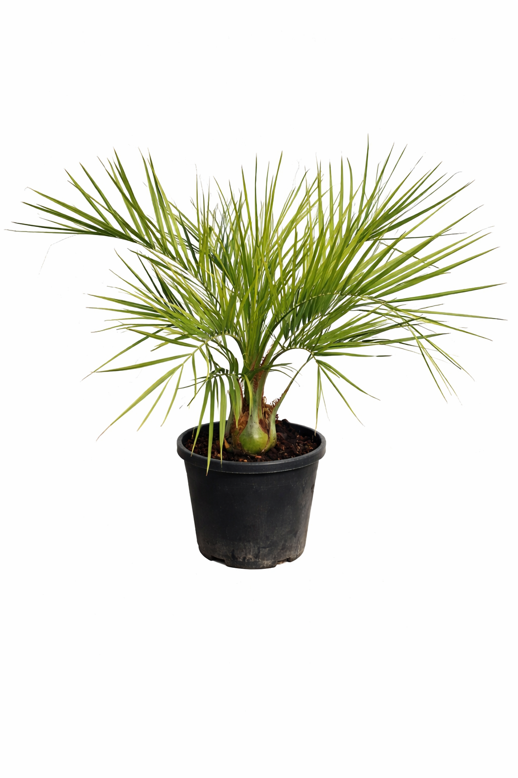 Geleepalme Butia capitata winterharte Palme 80-100 cm Kübelpflanze Jelly Palm exotische Palme winterhart