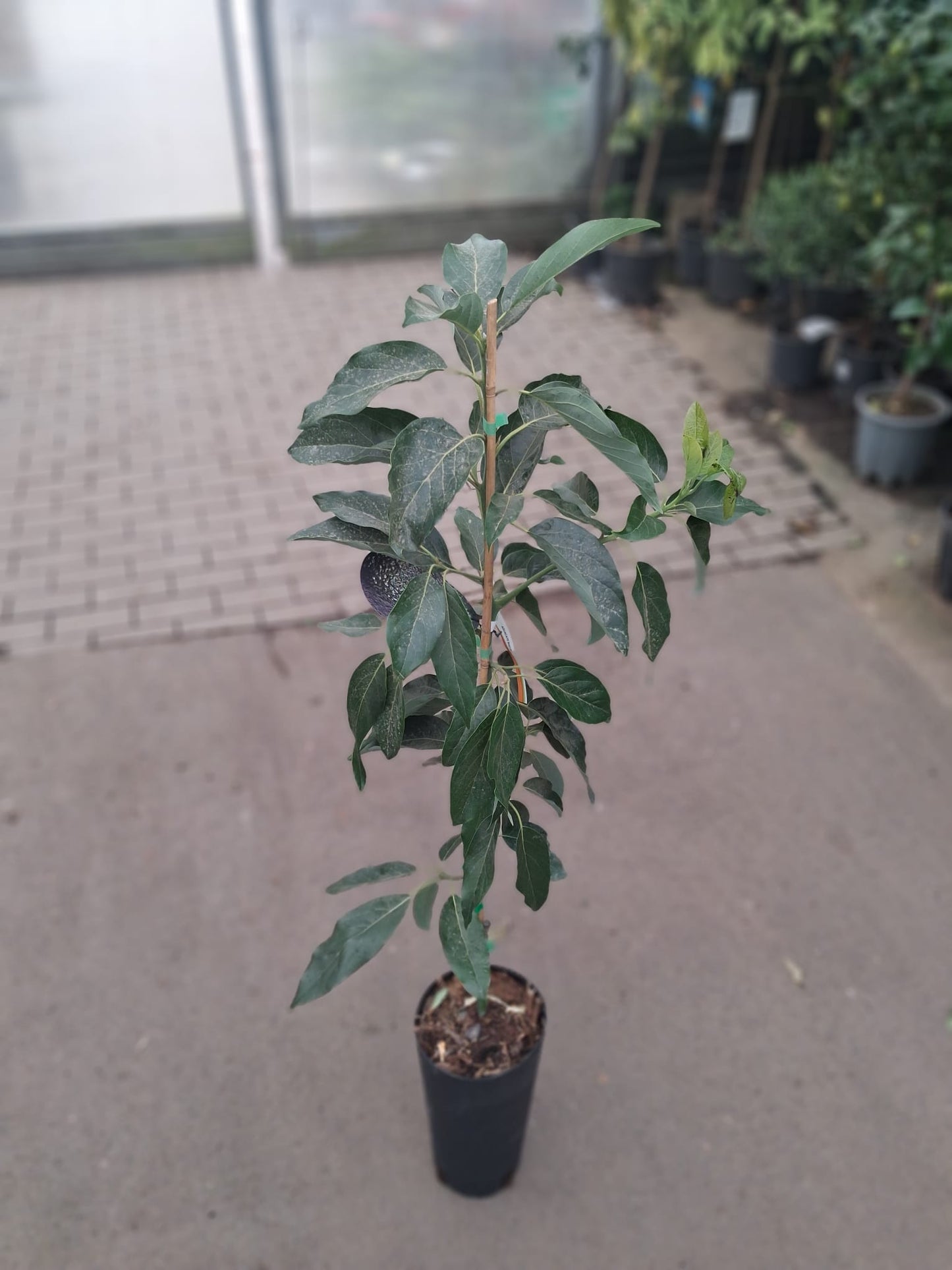 Avocadopflanze „Fuerte“ – Echter Avocadobaum ca. 130–160 cm Höhe im Topf | Avocado Pflanze für Zuhause & Garten
