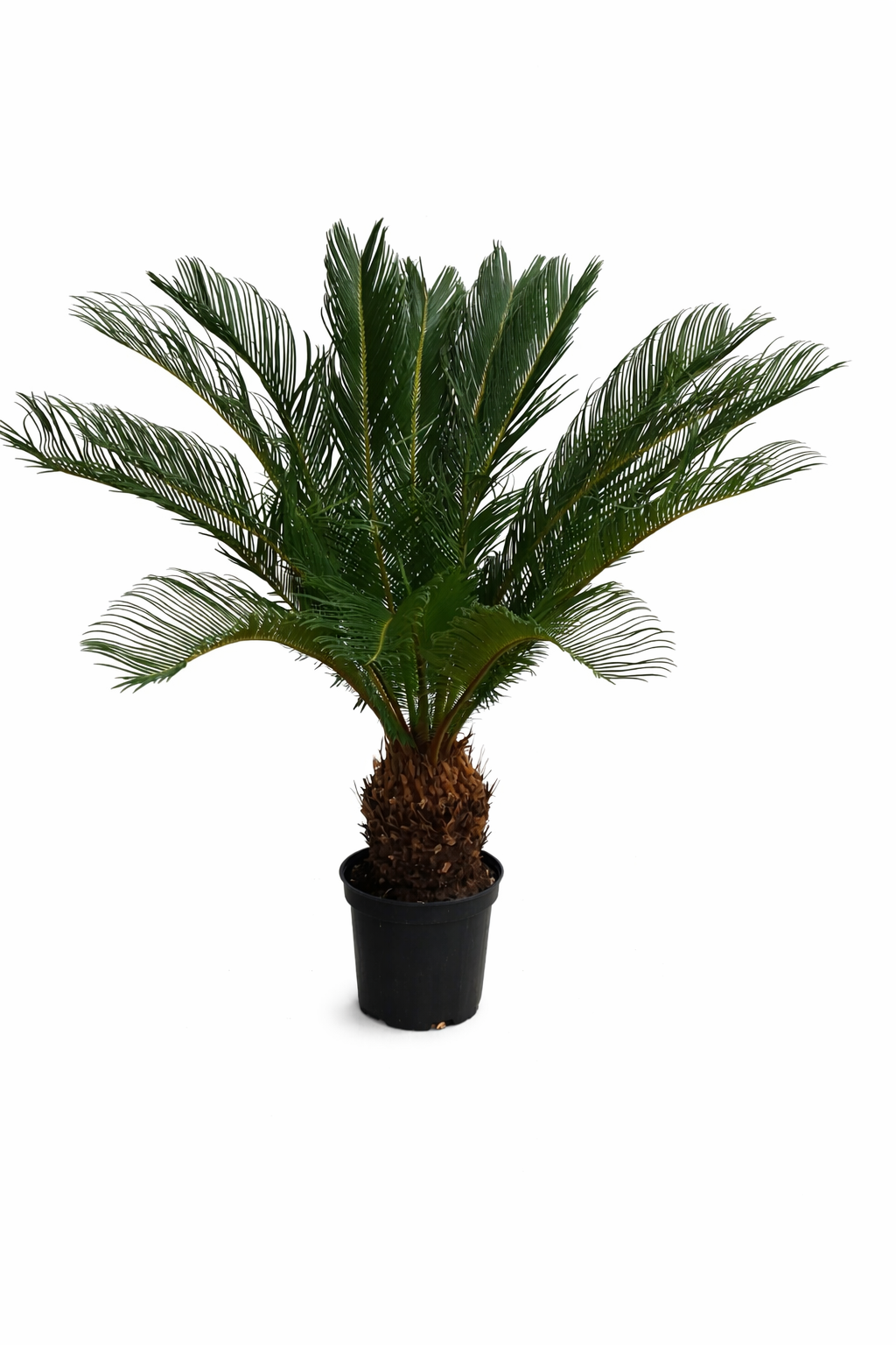 Angebot: Cycas Revoluta 80-100 cm – Exotischer Sagopalmfarn, Pflegeleichte Zimmerpflanze für Ihr Zuhause