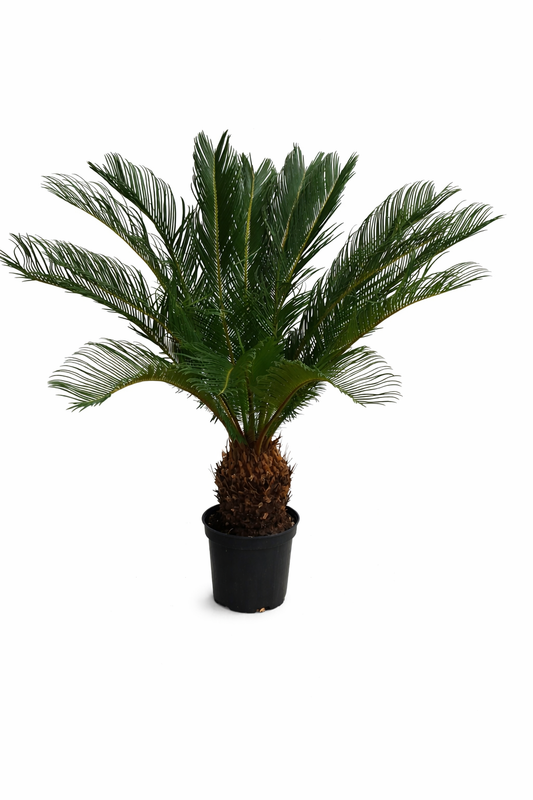 Angebot: Cycas Revoluta 80-100 cm – Exotischer Sagopalmfarn, Pflegeleichte Zimmerpflanze für Ihr Zuhause