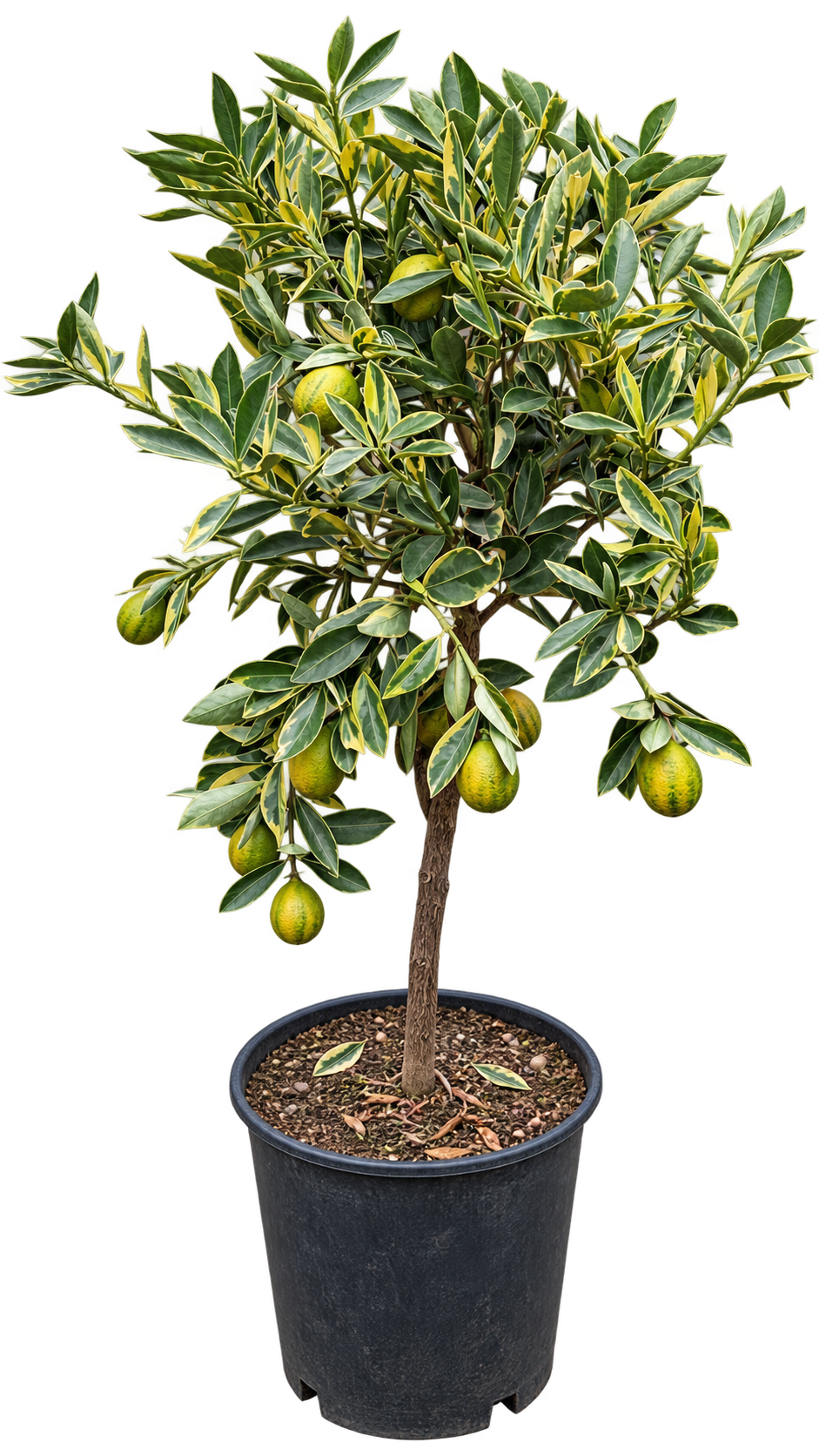 Orangequat ‘Centennial’ – dekorative Kumquat-Zitruspflanze für Balkon, Terrasse & Wintergarten – 70–100 cm inkl. Topf