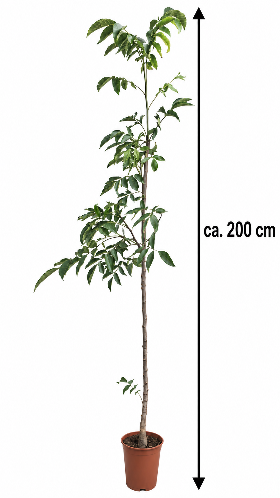 Walnussbaum ‘Komeet’ (Comet) ca. 200 cm – Juglans regia, winterharter Nussbaum und Obstbaum