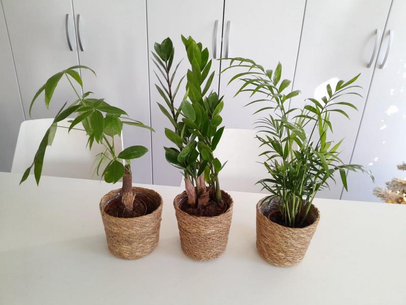 Zamioculcas, Pachira & Bergpalme ca. 40 cm Höhe Korbübertopf Set – Pflegeleichte Zimmerpflanzen für Ihr Zuhause