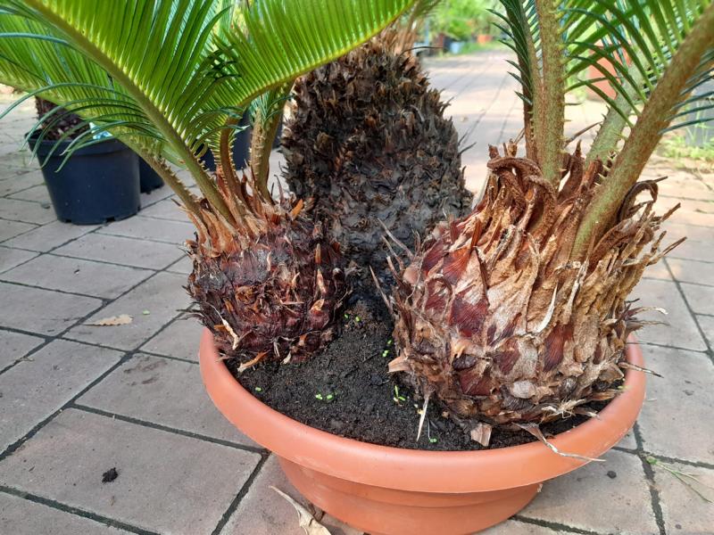 Cycas Revoluta - Schale 3 Pflanzen ca. 60 cm - Exotische Eleganz für Ihr Zuhause