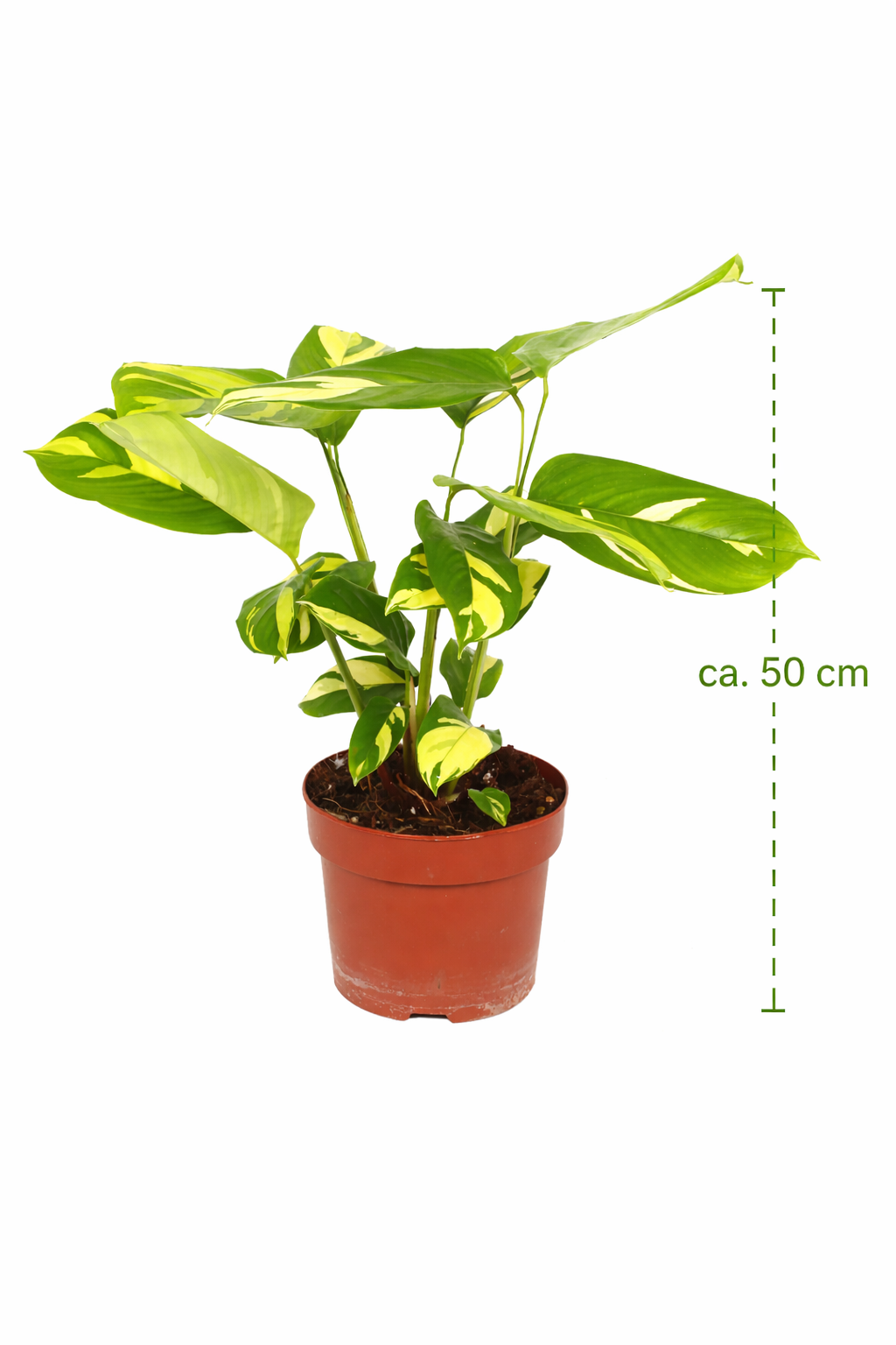 Ctenanthe pilosa Golden Mosaic – 30–40 cm vysoká, robustní pokojová rostlina se zlatým listovým vzorem – známá také jako rostlina Golden Mosaic
