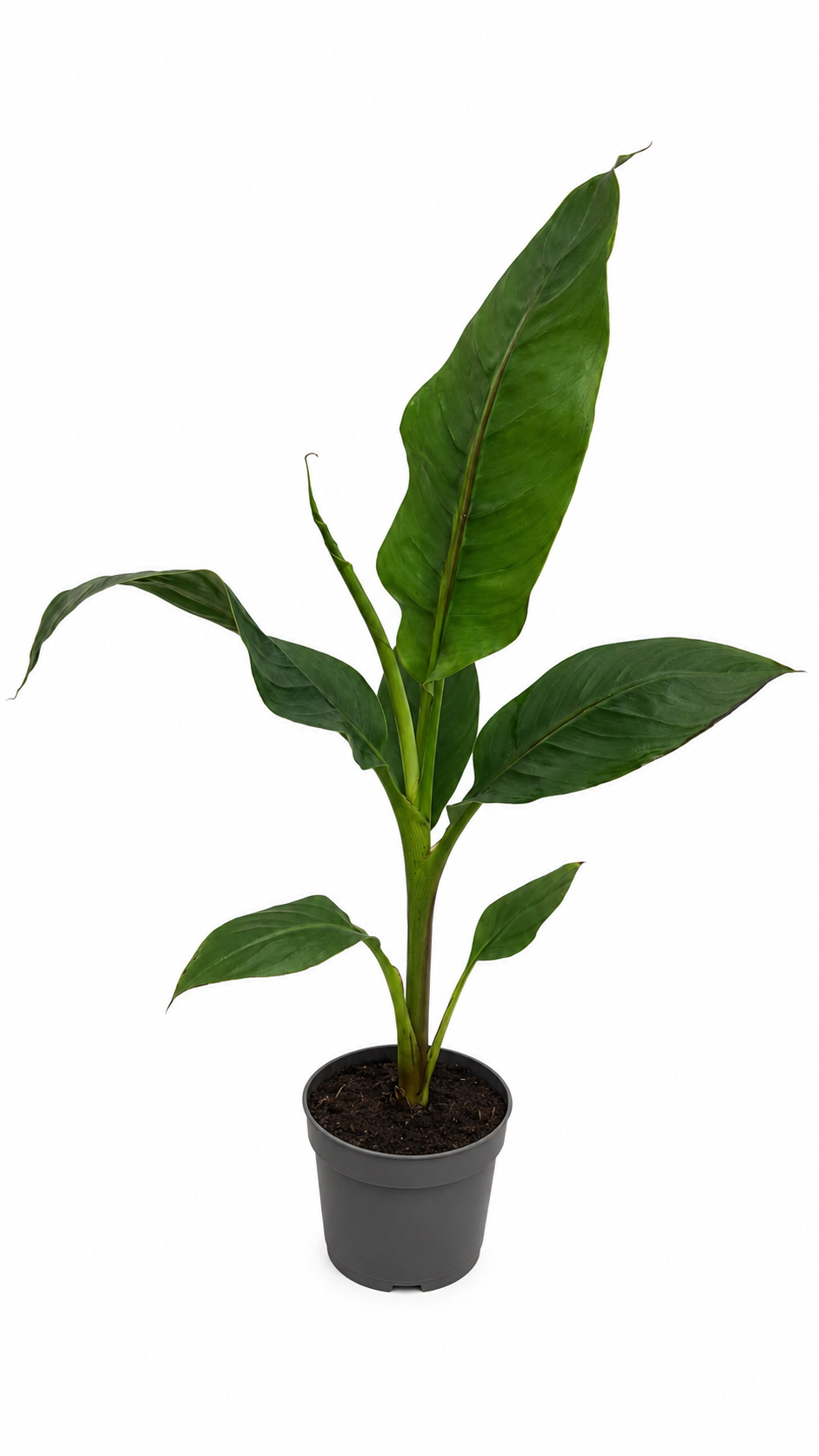 Winterharte Banane 'Musa sikkimensis 'Ever Red' 60-80 cm Exotischer Garten-Hingucker