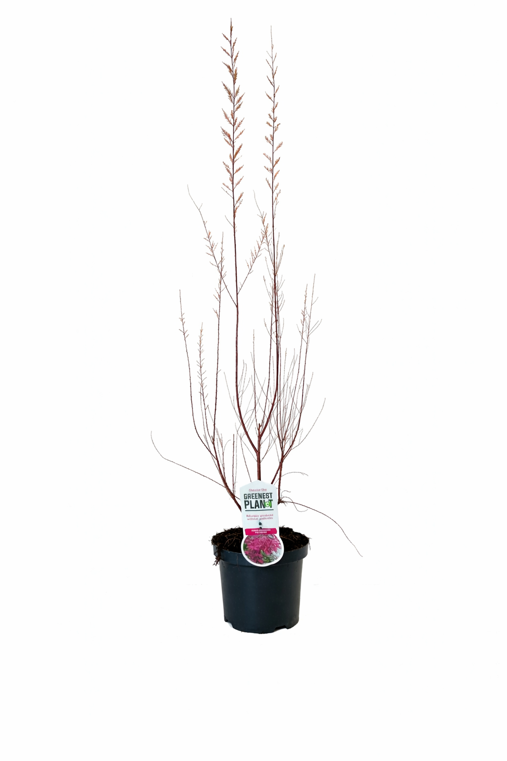 Tamariske Pink Cascade 40–60 cm – Tamarix ramosissima Zierstrauch winterhart rosa Blüten Topf 19 cm trockenheitsresistent