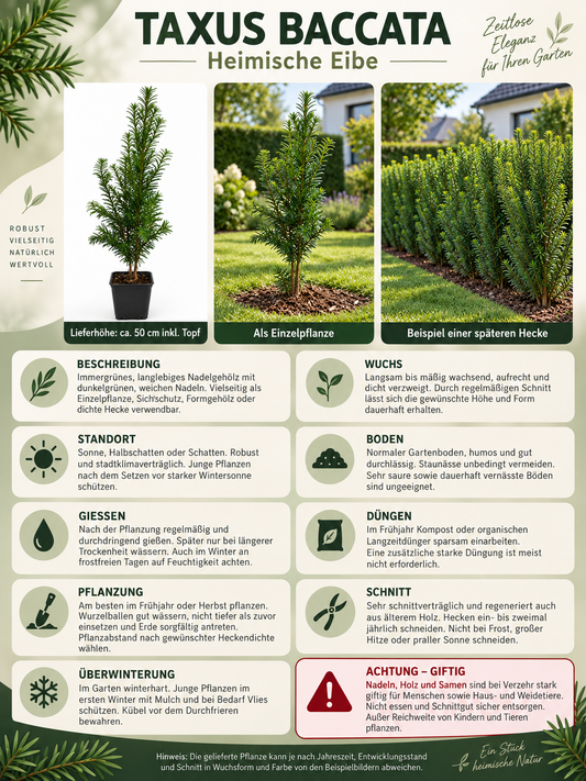 Europäische Eibe Taxus baccata ca. 50 cm – Immergrüne, winterharte Heckenpflanze