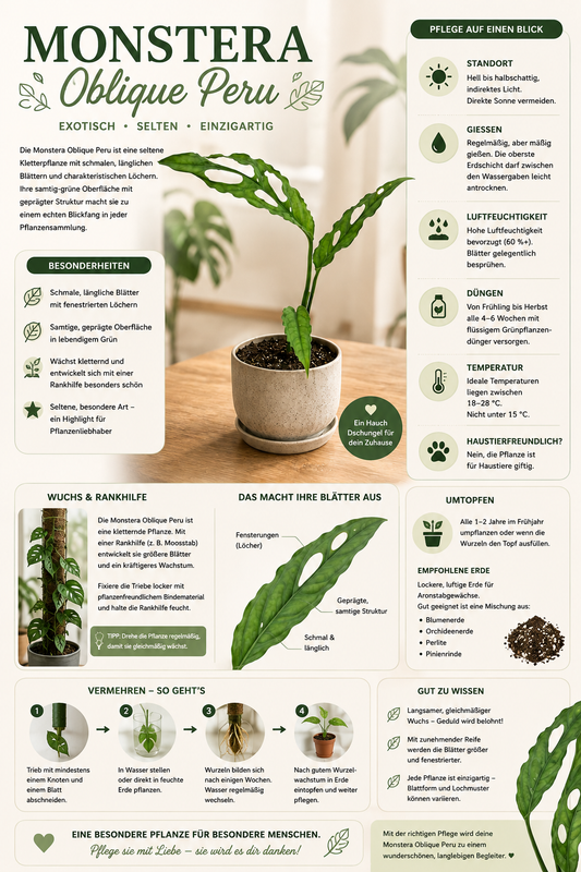 Monstera obliqua Peru ca. 20 cm – Seltene Fensterblatt Zimmerpflanze | Exotische Grünpflanze für Wohnzimmer, Büro & Urban Jungle