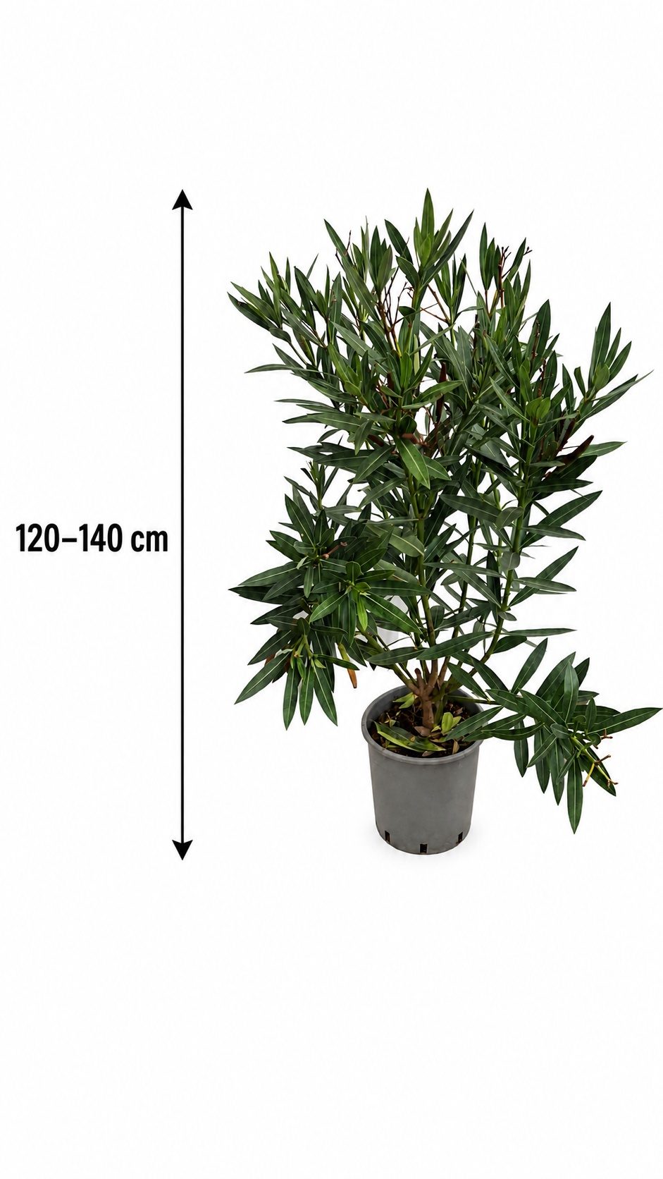 Oleander Semplice Rot 120–140 cm – rot blühender Rosenlorbeer für Terrasse, Balkon und Garten