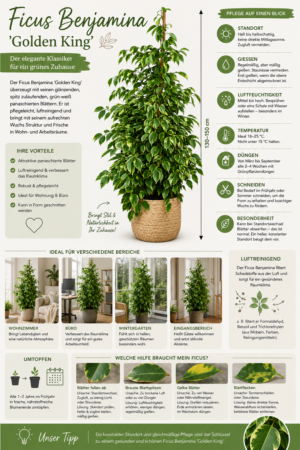 Ficus Benjamina 'Golden King' – Nenáročná pokojová rostlina, čistička vzduchu a poutavá rostlina, 130-150 cm