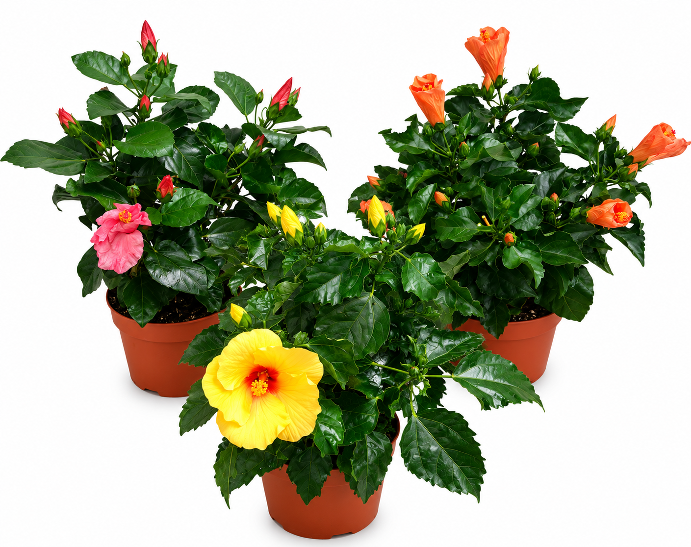 3 Stück Hibiscus rosa-sinensis XXL ca. 40 cm | Chinesischer Hibiskus | Zimmerhibiskus | Blühpflanze | Roseneibisch