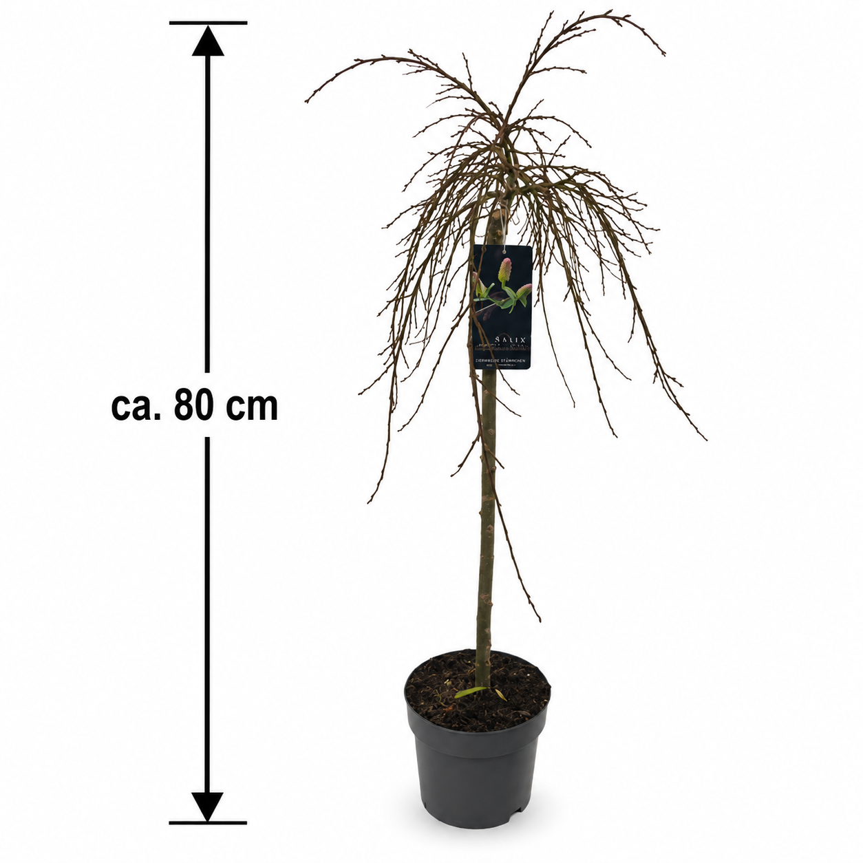 Severská stromová vrba (Salix arbuscula) jako okrasná dřevina, cca. 80 cm – odolná zakrslá vrba do zahrady a květináčů.