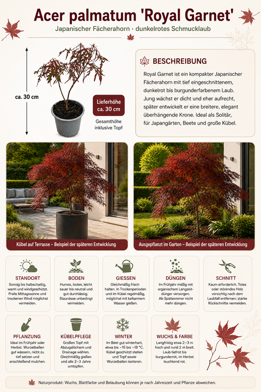 Acer palmatum ‘Royal Garnet’ ca. 30 cm – Japanischer Fächerahorn, roter Schlitzahorn für Garten und Kübel