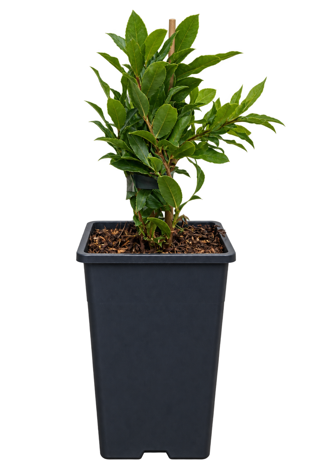 Azoren-Heidelbeere ‘Blue Pearl’ – Vaccinium cylindraceum, Blaubeere für Garten & Kübel – 40–60 cm inkl. Topf