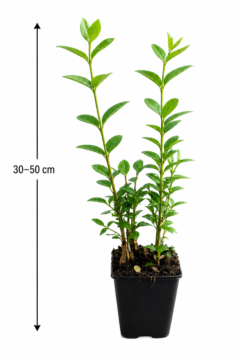 Ligustrum ovalifolium 30–50 cm – Ovalblättriger Liguster Heckenpflanze wintergrün schnellwachsend Sichtschutz