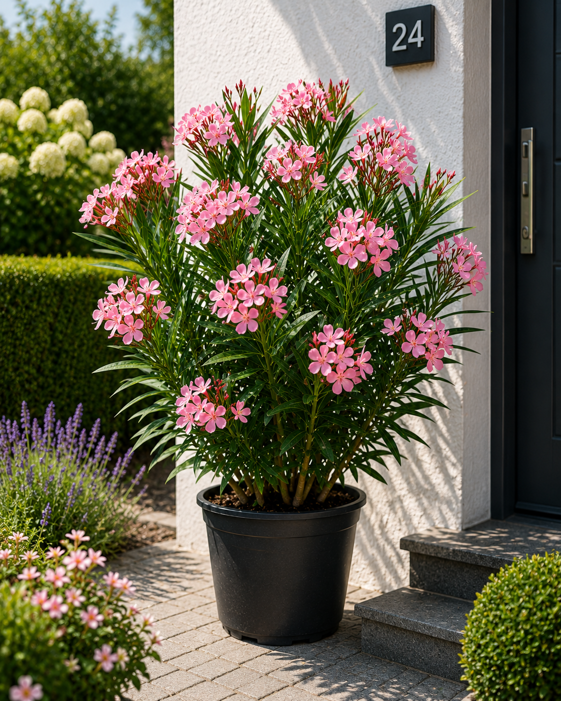 Rosa Oleander 50-70 cm (Nerium oleander) – mediterrane Blütenpflanze mit einfacher rosa Blüte | wintergarten kübelpflanze balkon terrasse