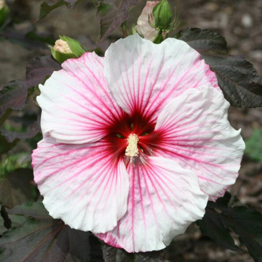 XXL Staudenhibiskus Copper Queen (Hibiscus moscheutos) – Riesenhibiskus winterhart, mehrjährig, imposante Gartenstaude