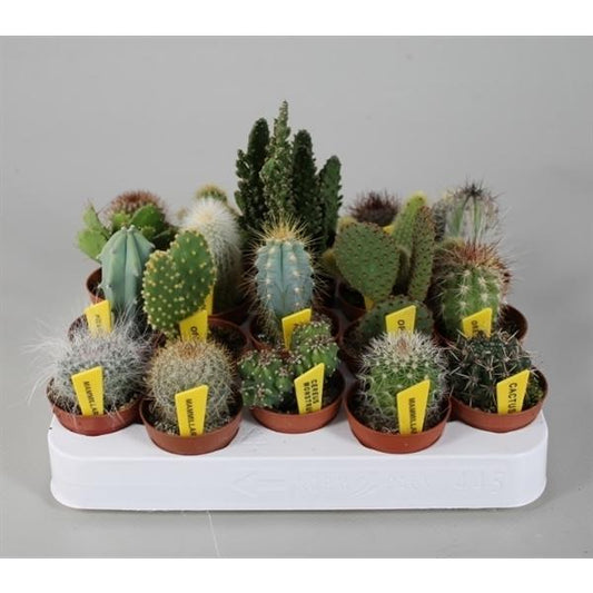 Mini-Kakteen Set mit 10 Pflanzen / Zimmerpflanze
