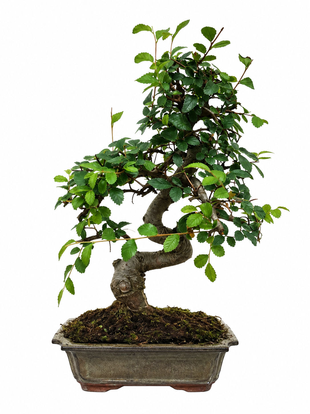 Zelkova parvifolia Bonsai ca. 35 cm – Chinesische Ulme, Indoor Bonsai, 9 Jahre alt inkl. Untersetzer