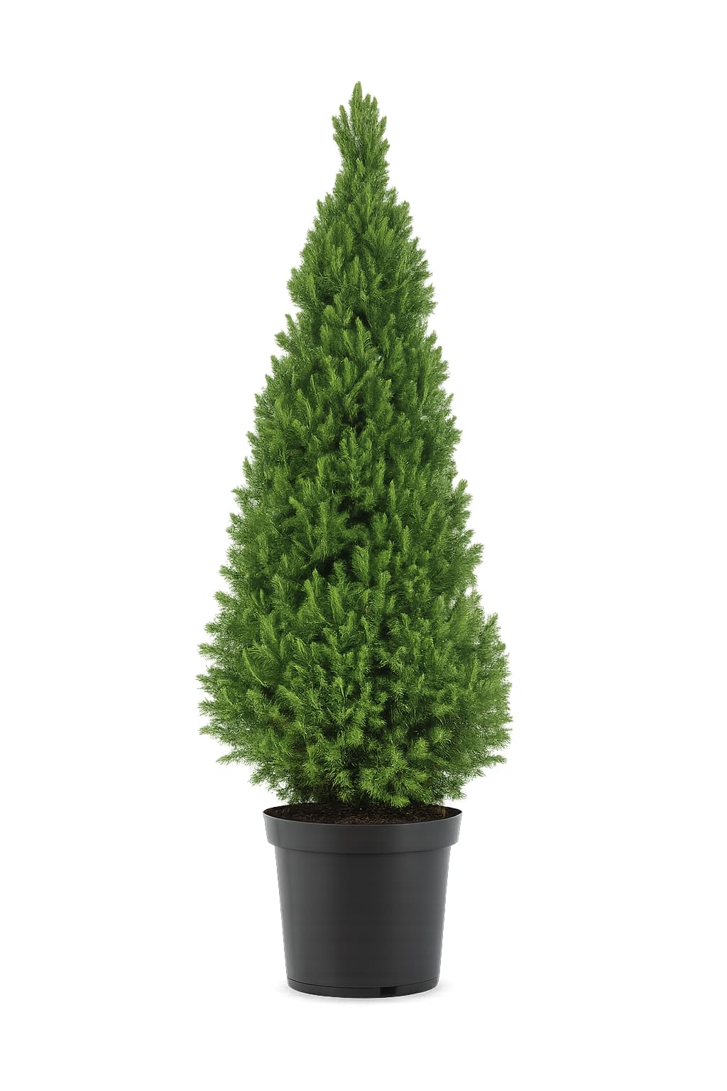 Picea glauca Conica 90-100 cm  Zuckerhutfichte Fichte