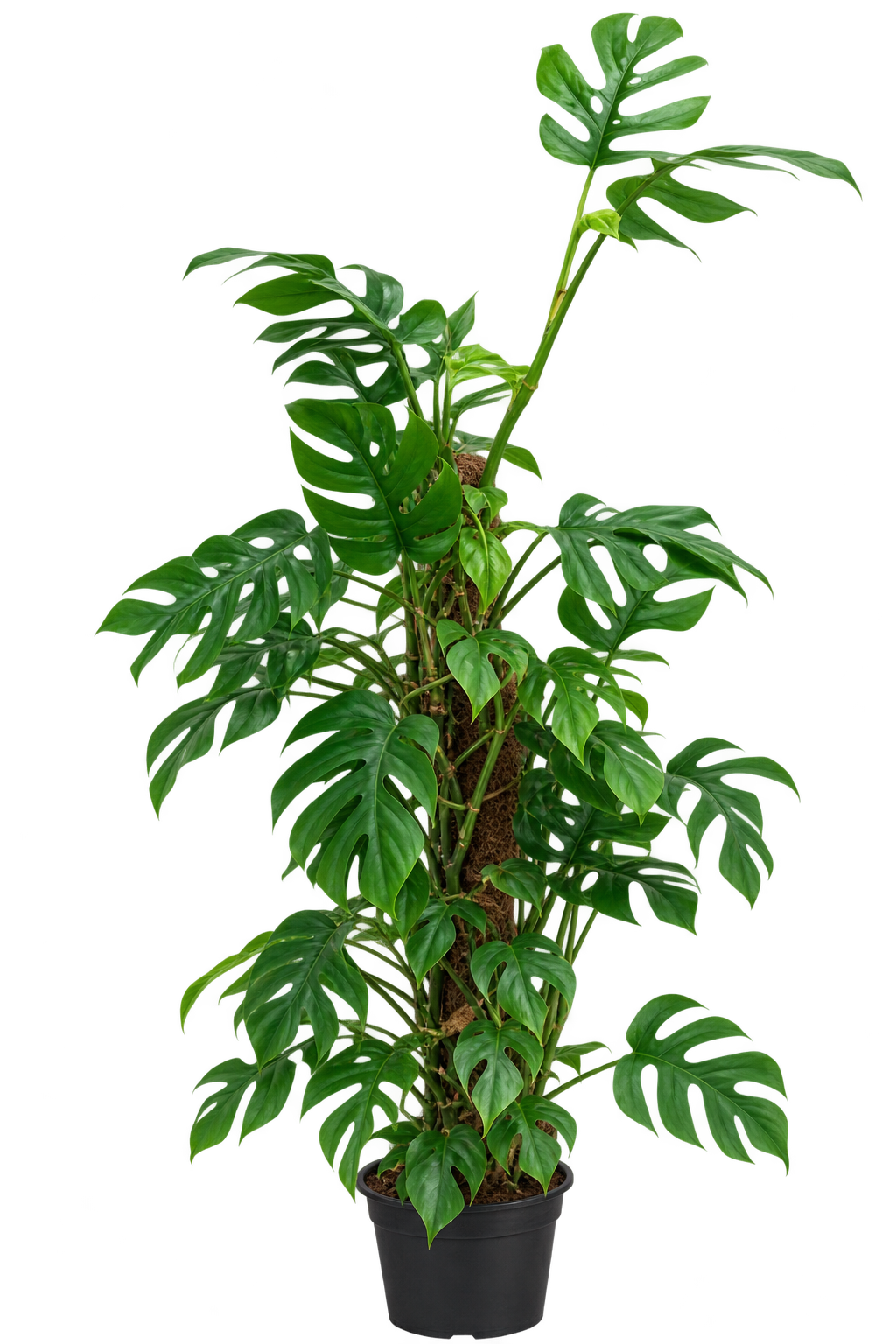 Rhaphidophora tetrasperma 80–100 cm – Mini Monstera, Fensterblatt & tropische Kletterpflanze