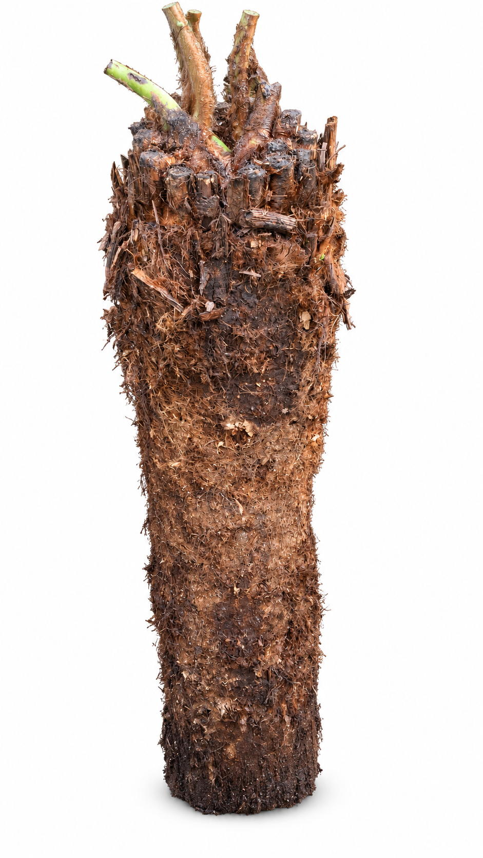 Baumfarn Dicksonia antarctica – Australischer Taschenfarn, ca. 90 cm Stammhöhe
